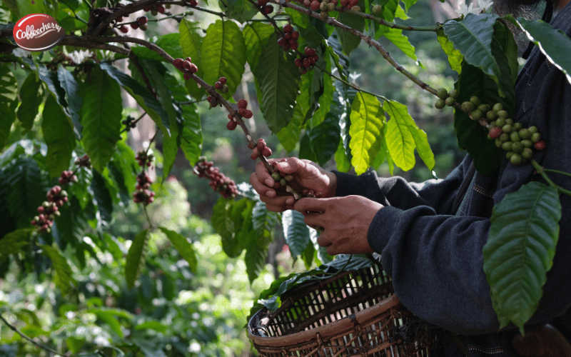 mui-ca-phe-nguyen-chat-tu-nhien-den-tu-dau-neu-khong-tam-huong-lieu-phu-gia (3)
